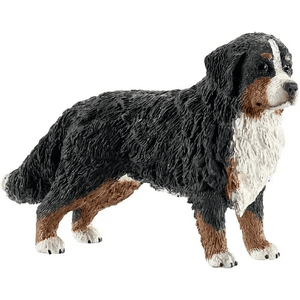 Cane Bovaro Bernese Schelich