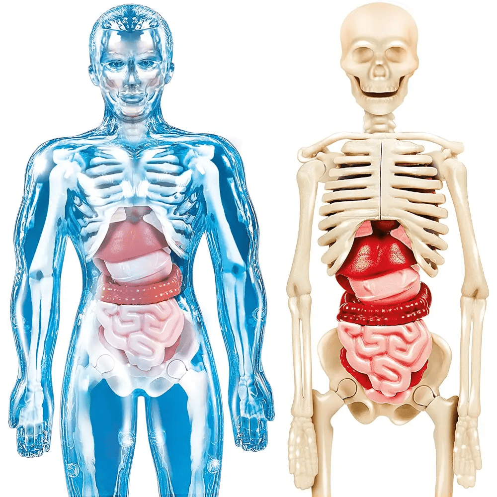 Il Corpo Umano - Scienza e Gioco - Giocattoli e Bambini - Toys Store8005125139644